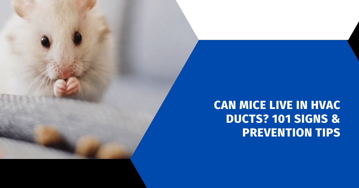Can Mice Live in HVAC Ducts? Signs & Prevention Tips