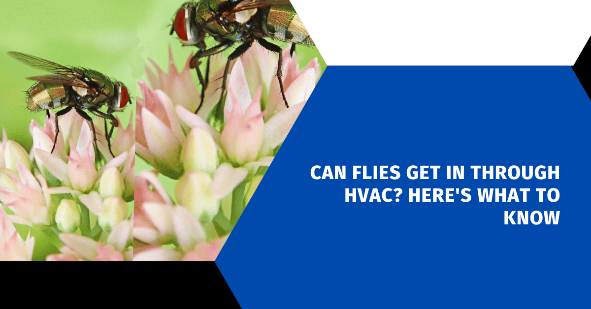 Can Flies Get In Through HVAC? Here's What To Know